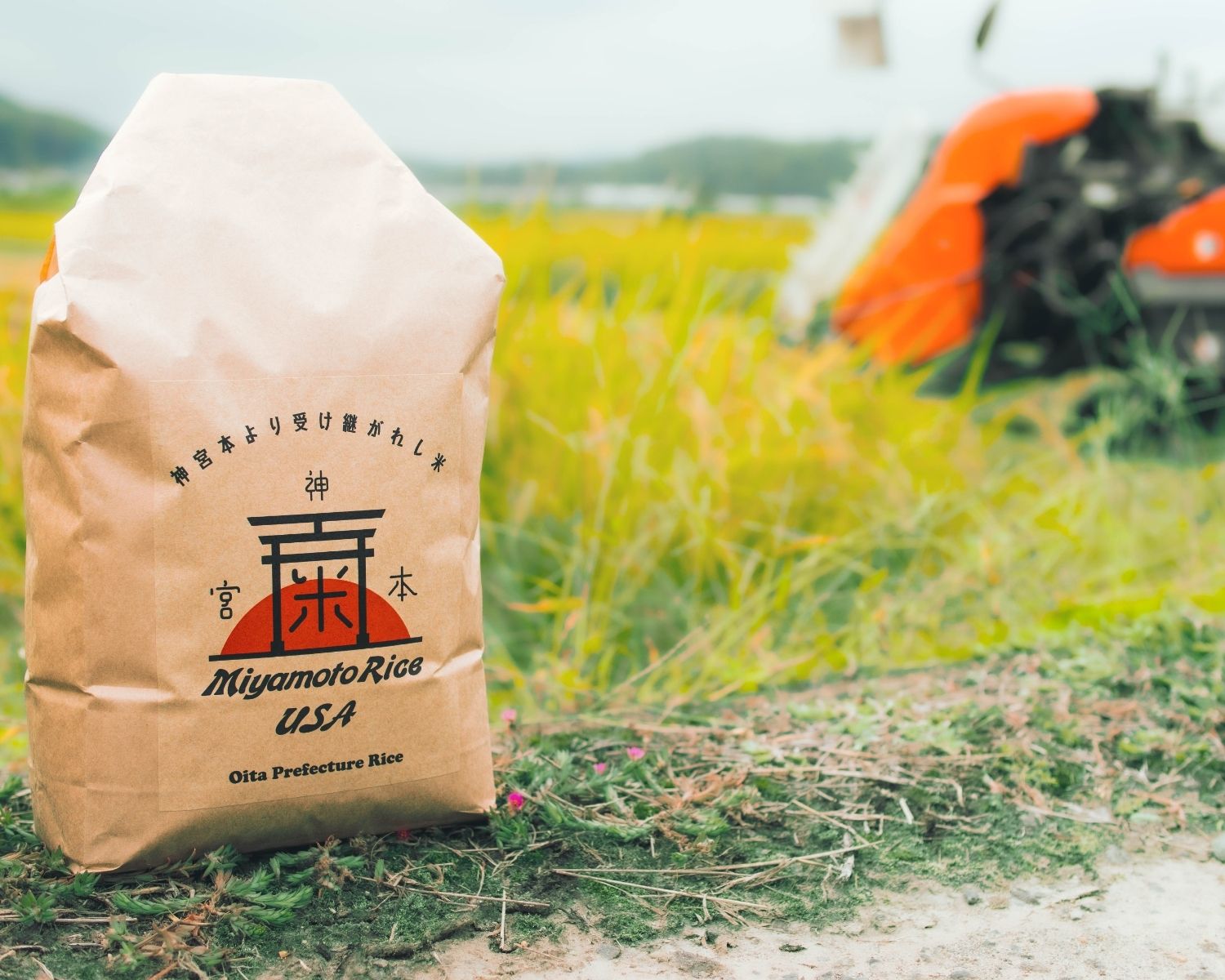 国宝宇佐神宮の隣の田んぼから新米ヒノヒカリをお届け